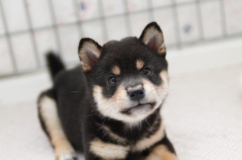 子犬情報 豆柴 トイプードルブリーダー Paris 子犬情報 豆柴 トイプードルブリーダー Paris