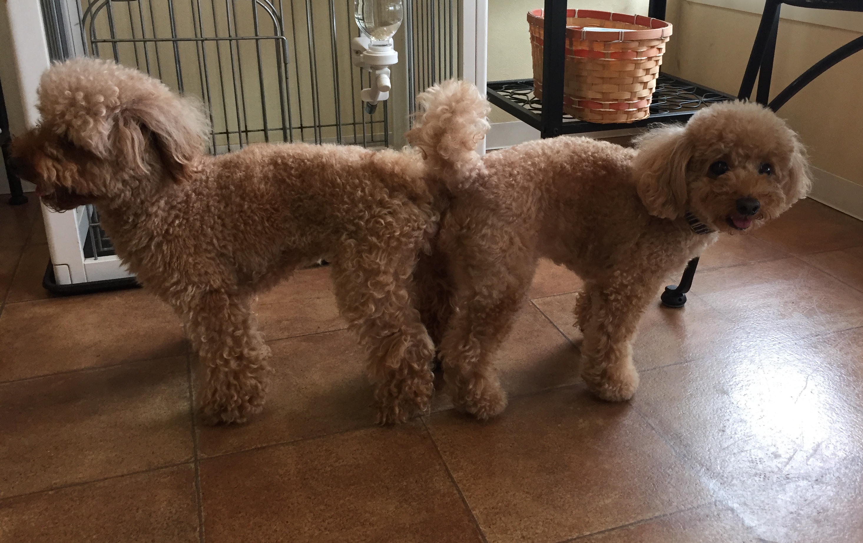 交配 トイプードルブリーダー Paris