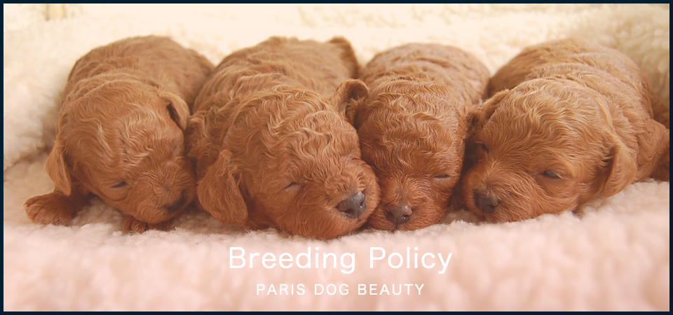 パリスの子犬達 トイプードルブリーダー Paris